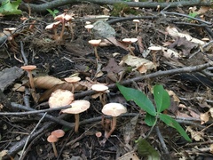 Laccaria laccata pallidifolia
