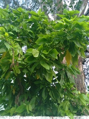 Pisonia grandis