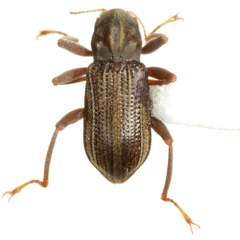 Stenelmis occidentalis