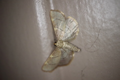 Hypsopygia binodulalis