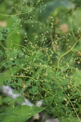 Thalictrum simplex