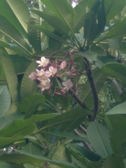 Plumeria obtusa
