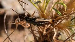 Chorthippus binotatus