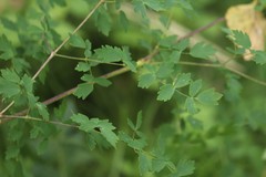 Thalictrum simplex