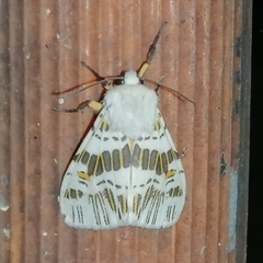 Isia alcumena
