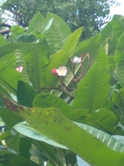 Plumeria obtusa