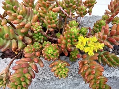 Sedum × rubrotinctum