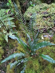 Blechnum mochaenum