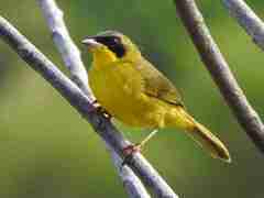 Geothlypis aequinoctialis