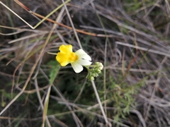 Nemesia ligulata