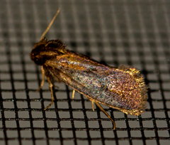 Acrolophus propinqua