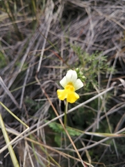Nemesia ligulata