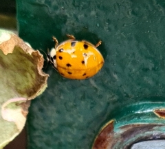 Harmonia axyridis