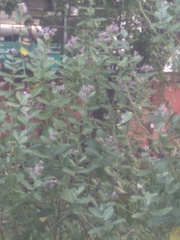 Calotropis