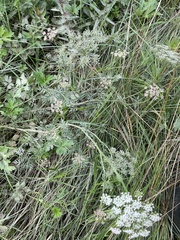 Selinum carvifolia