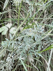 Selinum carvifolia