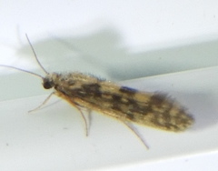 Agraylea