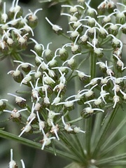 Selinum carvifolia