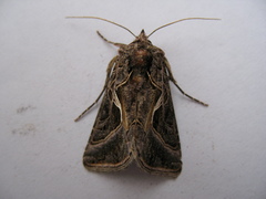 Autographa flagellum
