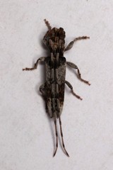 Stenidea lateralis