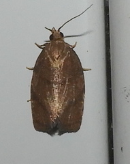Argyrotaenia juglandana
