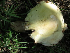Volvariella bombycina flaviceps