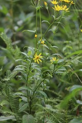 Senecio nemorensis