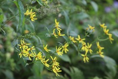 Senecio nemorensis