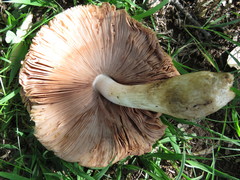 Volvariella bombycina flaviceps