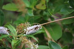 Helophilus antipodus