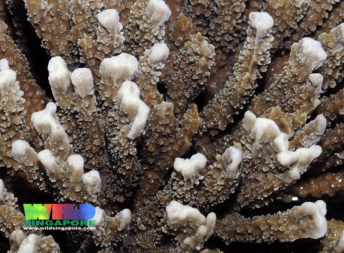 Table and Staghorn Corals