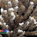 Corales de Mesa Y de Astas - Photo (c) Ria Tan, algunos derechos reservados (CC BY-NC-SA)