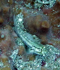 Gnatholepis thompsoni