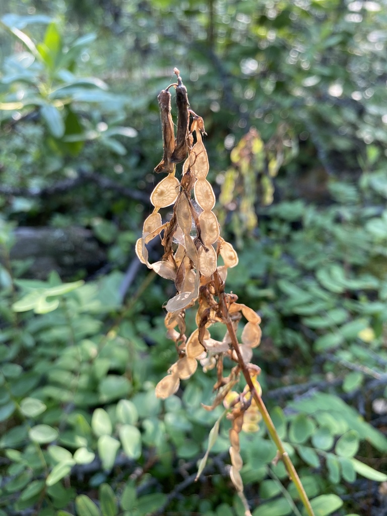 Hedysarum cisbaicalense