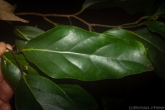 Cryptocarya erythroxylon