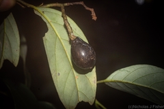 Cryptocarya erythroxylon