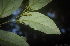 Cryptocarya erythroxylon