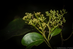 Cryptocarya erythroxylon
