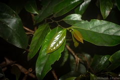 Cryptocarya erythroxylon