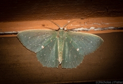 Prasinocyma iosticta