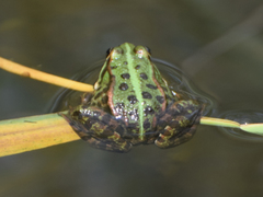 Pelophylax