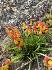 Lachenalia quadricolor