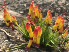 Lachenalia quadricolor