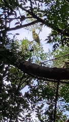 Amazona autumnalis