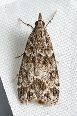 Eudonia lacustrata
