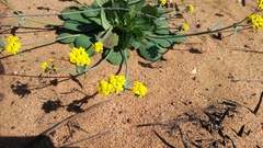 Gymnodiscus capillaris