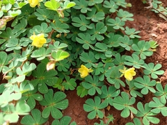 Chamaecrista kunthiana