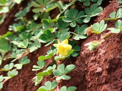 Chamaecrista kunthiana