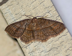 Hydrelia sericea