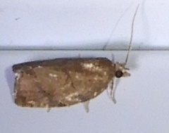 Argyrotaenia juglandana